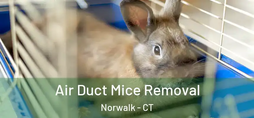 Air Duct Mice Removal Norwalk - CT